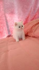 纯白色加菲猫母低价出售