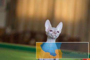 加拿大斯芬克斯无毛猫常年出售包纯种包健康
