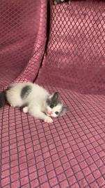 出售自家繁育澳血英短蓝白猫宝宝