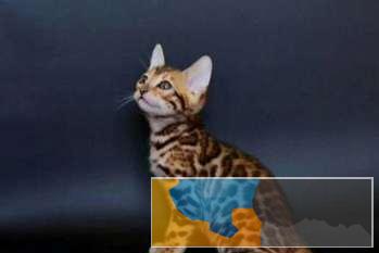 小八猫舍 孟加拉猫繁殖基地品质好双血统包健康