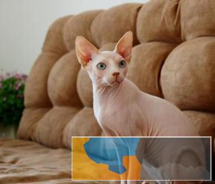 小八猫舍 自家繁育斯芬克斯无毛猫健康活泼小可爱