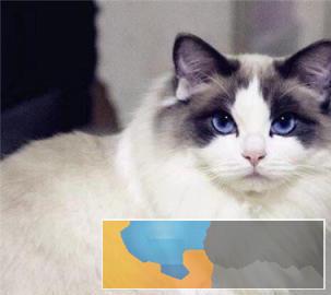 本地多只呆萌温顺猫咪出售价格实惠布偶猫带回家