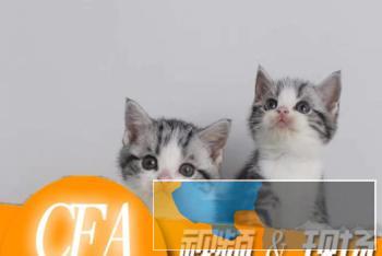 CFA，ICE双协会注册认证，专业繁育纯血短毛猫