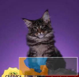 CFA，ICE双协会注册认证，专业繁育纯血缅因猫