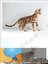 猫舍繁殖各种高品质猫咪包纯种健康