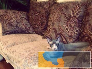 自家繁育出售高品质纯种无毛猫 自家繁育出售高品质纯种无毛猫