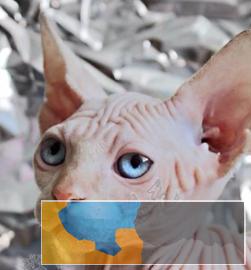 自家繁育出售高品质纯种无毛猫 自家繁育出售高品质纯种无毛猫