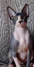 自家繁育出售高品质纯种无毛猫 自家繁育出售高品质纯种无毛猫