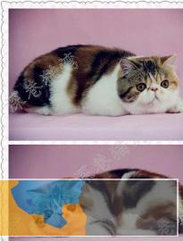 自家繁殖出售纯种家养加菲猫短毛猫健康纯种加菲猫