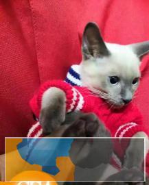 CFA,ICE双协会注册认证,专业繁育纯血暹罗猫 CFA,ICE双协会注册认证,专业繁育纯血暹罗猫