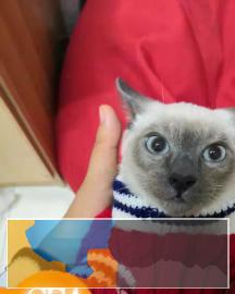 CFA,ICE双协会注册认证,专业繁育纯血暹罗猫 CFA,ICE双协会注册认证,专业繁育纯血暹罗猫