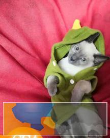 CFA,ICE双协会注册认证,专业繁育纯血暹罗猫 CFA,ICE双协会注册认证,专业繁育纯血暹罗猫