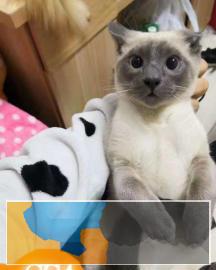 CFA,ICE双协会注册认证,专业繁育纯血暹罗猫 CFA,ICE双协会注册认证,专业繁育纯血暹罗猫