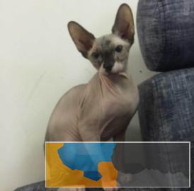 无毛猫颜色齐全，疫苗齐全多只在售可上门