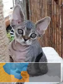 猫舍繁殖德文卷毛猫疫苗齐全纯种健康好养活