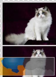 网红仙女布偶猫双血统疫苗驱虫已做气质非凡哟