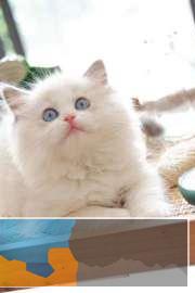 猫舍幼猫品种齐全、加菲蓝猫布偶健康无癣、签协议