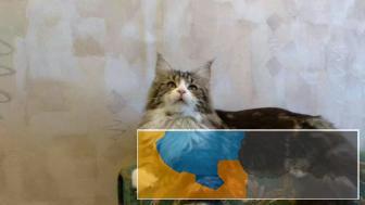 纯种长毛猫缅因猫健康纯种可签协议偃颂