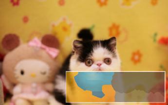 纯种长毛波斯幼猫宝宝多只出售多窝可选公母都有