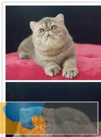 加菲猫可爱粘人呆萌呆萌哒眼鼻一线大眼睛水灵灵