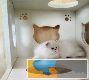 本地多只呆萌温顺猫咪出售价格实惠金吉拉猫带回家
