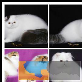 自家繁育纯种英短银渐层无毛猫缅因猫活体幼猫品质保障