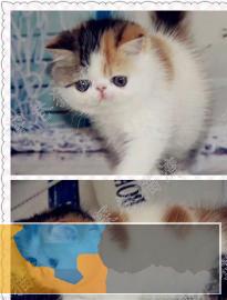 自家繁殖出售纯种家养加菲猫短毛猫健康纯种加菲猫