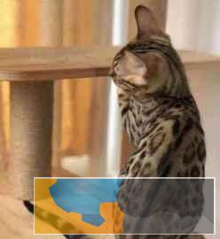 纯种孟加拉豹猫健康宠物健康有保障签协议