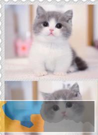 本地繁殖高品端短毛猫会吃猫粮会上厕所家养很省心哟