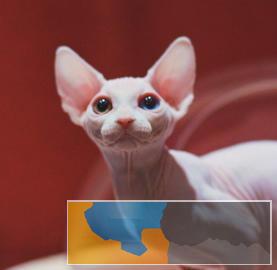 高品质.品相.无毛猫.蓝眼.卷耳.外星人