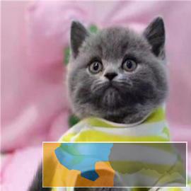 高端猫舍繁育英短美短蓝猫银渐层免疫齐全性格温顺
