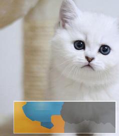 高品质英短、美短、金吉拉等品种猫咪包纯种保健康