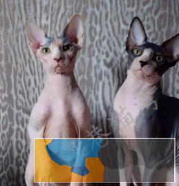 斯芬克斯无毛猫找新家~弟弟妹妹都有多只可选