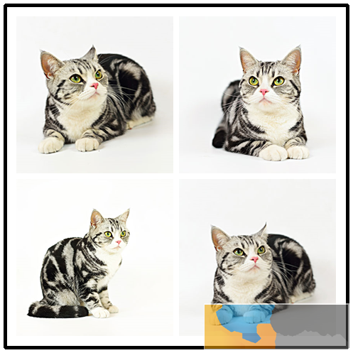 珠海正规猫舍 专业繁殖英短蓝猫 美短猫 渐层猫 加菲 布偶等