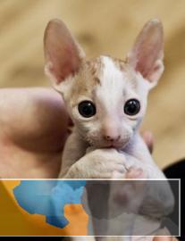 卷毛猫颜色齐全，疫苗齐全多只在售可上门