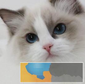 珠海较大布偶猫繁殖、实体犬舍包纯种养死包换送上门