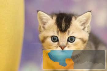 珠海本地小猫哥专业预售精品猫咪高端猫咪