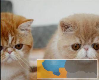 贵族气质高颜值波斯猫品质 包纯种健康