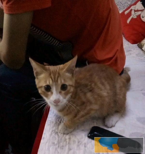 家有橘猫一只，免费送