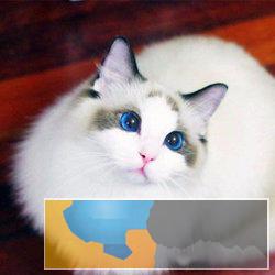 本地猫舍出售各种名猫包纯种包健康活支持送猫上门