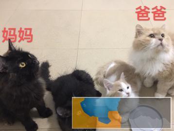 自己家养的猫咪想找新主人