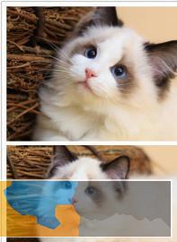 本地猫舍出售精品宠物国外引进布偶猫保证品质