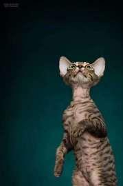 小八猫舍 完美德文卷毛猫聪明健康包纯种健康