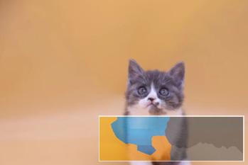 家养蓝猫全城配送