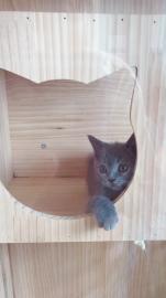 出售家养短毛猫英短蓝猫、带疫苗证书随时去新家