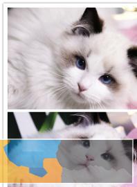 本地猫舍出售精品宠物国外引进布偶猫保证品质