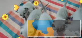 自家养的暹罗，张店保安小区，可到家看猫