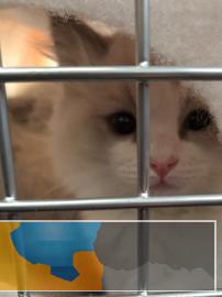 双血统蓝双布偶猫可以预定啦