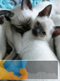 家养暹罗猫，非宠物店，可议价