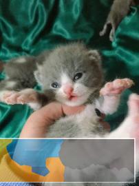 家养英短宠物猫寻找主人啦